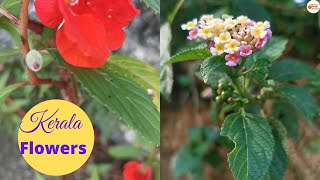 Kerala Flowers ||  #Shorts    #ShortVideo