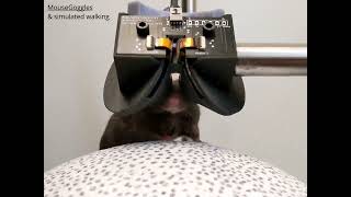 Watch the reaction of a mouse using the technology of Virtual reality haha