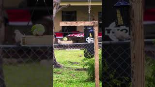 Green Parrots - Video 7 #shorts