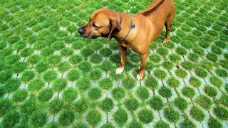 Are Rhodesian Ridgebacks Prone to Ear Infections?