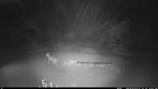 29 August 2024 duiker