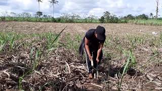 SUGARCANE PLANTING / PROVINCE LIFE