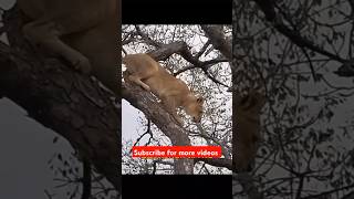 The King 👑 of jungle #animals #leopard hunt #shorts #animals #africa #4kwildlife #africananimals4k