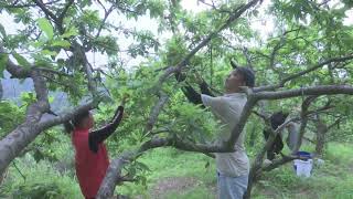 Tengxian County in Wuzhou is celebrating the bountiful harvest season for plums