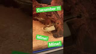 Otocinclus catfish eating Cucumber. Feed your Otos!