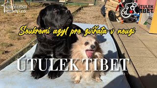 Útulek Tibet, místo lásky a naděje