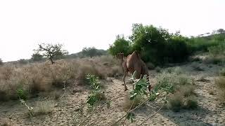 #camel #beautiful $#video #viral