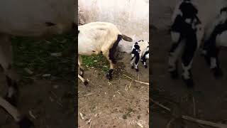 Cute goat 🐐 #shorts #yotubeshorts