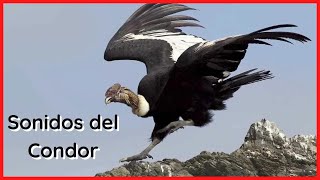 SONIDOS del CONDOR (20 Minutos)🦅🎶🔊