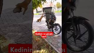 kedi sadece karnını doyurmak istiyordu güvercini yakaladı sonrası felaket