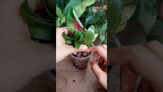 Plant Propagation from Cuttings - Hoya (Wax Plant)