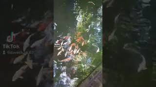 Koi fish at crocodile park mauritius 🇲🇺