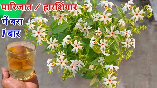 हारसिंगार /  पारिजात फूलों-कलियों से भर जायेगा एक बार में ही । Harsingar Plant Kaise Lagaye Gamle me