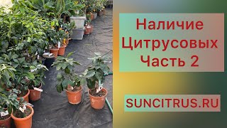 Наличие цитрусовых. Часть 2🍋🪴Питомник Оскар Тинтори. 🎄🎄🎄💫