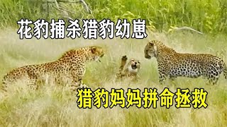 花豹捕杀猎豹幼崽，猎豹妈妈拼命抵抗，最后还是被花豹猎杀