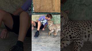 Kissing a Cheetah in Phuket Thailand! #shorts #cheetah #kiss #ytshorts #phuket #thailand