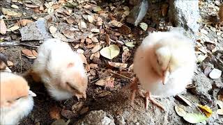 CHICKS  fighting for food # fun watching....