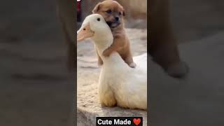 Duck and puppy funny moment 😍😭🤣#shorts #viral