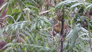 Rufous-capped babbler, Tenzing Village, Arunachal Pradesh, March 24