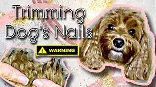 DOG GROOMING || Nail Clipper or Nail Grinder???