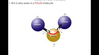 Lecture  1 - DNA and Chromosomes, Part 1