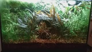 20 gallon walstad method aquarium, 15 month update (no co2 or ferts added)