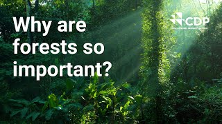 We need forests.