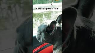 Когда не ты за рулем, даже знакомые улицы другие 😂🏠 #day #vlog #automobile #reels #funny