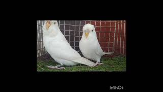 albino show crows new antry..