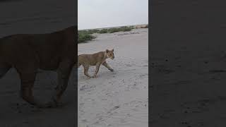 A LIONESS AND HER CUBS