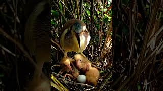 This CRAZY Baby Bird Behavior!