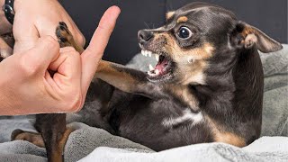 Try Not To Laugh Cats And Dogs Videos 😁 - BEST Funny Animal Videos 2024 🥰