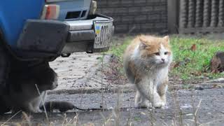 Мариупольские хищники Felis catus запели о весне в декабре