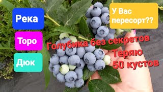 Голубика Торо,  Река, Дюк. У Вас пересорт!!! Пропадают 50 кустов.