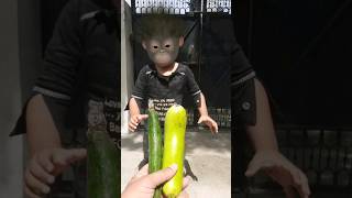 aloo lelo gobhi lelo lokey lelo monkey baby funny video 🐵🥔🥦🍆🥒🥕🌽🧅😋😂😅🤣#funny#monkeybaby #aaryavnaagar