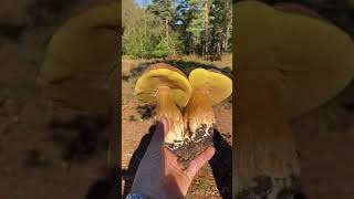 large white mushrooms