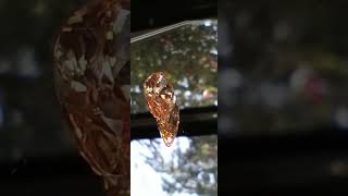 Imperial Hessonite Garnet 7.75ct from thecoveatfoxhollow.com