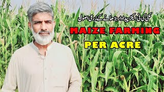 Makai Ki Kasht Per Acre Agriculture Tips-Hybrid Maize Farming In pakistan-Maize Production Per Acre