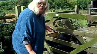 Jane feeding Kune pigs