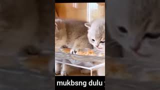 mpus mukbang dulu om😁🥰