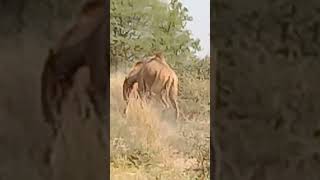 Camels fighting in desret subscribe to my channel and like coments share