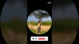 Sparrow Hunting with Airgun using Slug