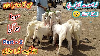 Lalukhet Bakra Mandi Update 2023 | Gulabi Goat Breed | Goat Babies | Bakra Mandi 2023 |