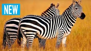 Дикая Калахари (Документальные фильмы National Geographic HD) борьба животных