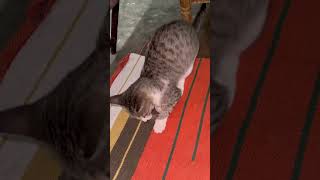 Cat playing with ball 🎱