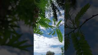 Tree's and Sky #trse #shorts #viral #sky #nature #beauty #leep