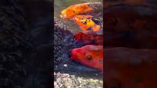 GOLDFISH LIFE IN ABQ ZOO POND