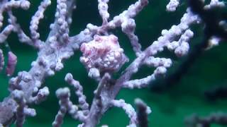 Pregnant Male Pink Pygmy Seahorse on Gorgonian Sea Fan - Macro Shot - Philippines