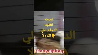 تجربه تغذيه الدجاج علي الازولا الجزء ٣ لمشاهده الفديو كامل ستجده بالوصف