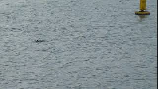 Porpoises, mother and calf, Newcastle, County Down